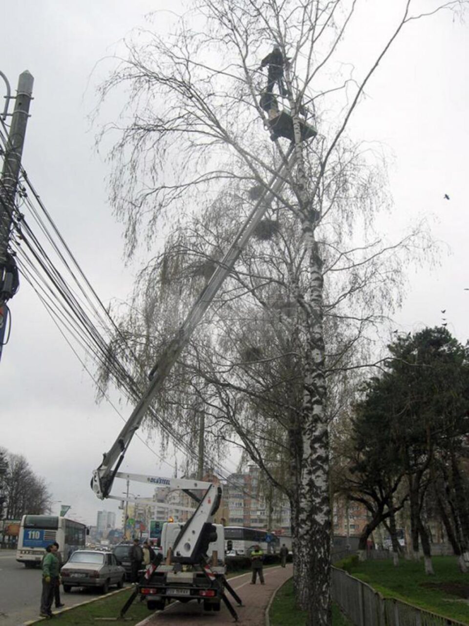 Campanie de distrugere a cuiburilor de ciori din Suceava, de săptămâna viitoare