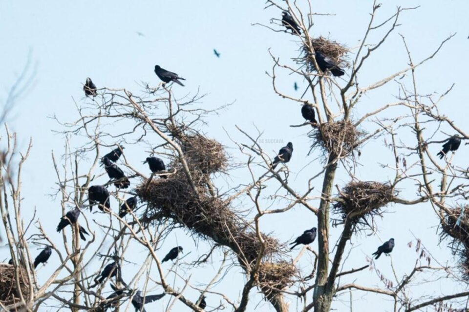 Campanie de distrugere a cuiburilor de ciori din Suceava, de săptămâna viitoare