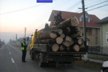 Transporturi ilegale de material lemnos, depistate în trafic de polițiști