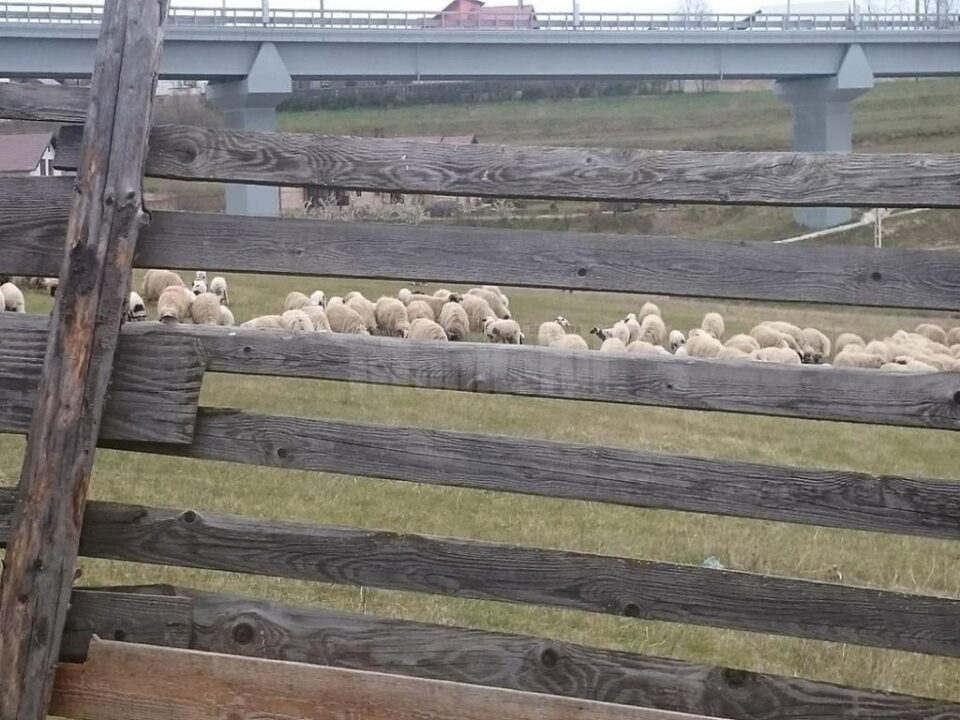 Un bărbat reclamă că proprietatea sa din Moara este încălcată și folosită abuziv de ciobanii care au stânele în zonă