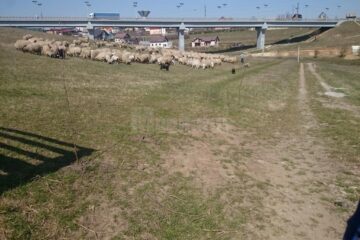 Un bărbat reclamă că proprietatea sa din Moara este încălcată și folosită abuziv de ciobanii care au stânele în zonă