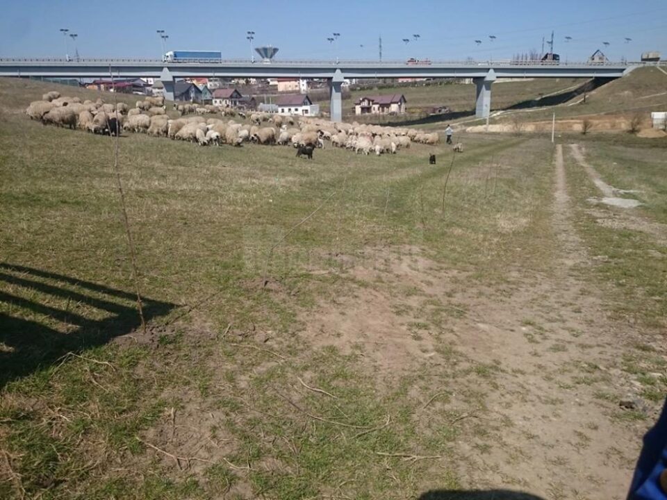 Un bărbat reclamă că proprietatea sa din Moara este încălcată și folosită abuziv de ciobanii care au stânele în zonă