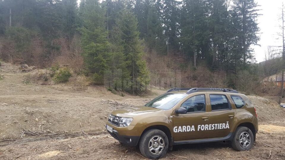 Inspectorii Gărzii Forestiere Suceava au reușit să descopere tăieri ilegale de arbori în valoare de 90.000 de lei Inspectorii Gărzii Forestiere Suceava au reușit să descopere tăieri ilegale de arbori în valoare de 90.000 de lei