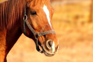 Un cal furat a fost returnat proprietarului, pentru că avea prostul obicei să muște Foto libertatea .ro