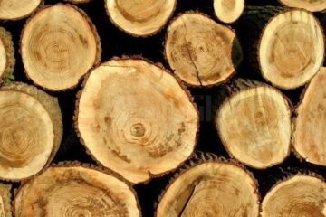 Amenzi de peste 6.000 de lei și material lemnos confiscat, pentru nereguli la regimul silvic Sursa foto capital.ro