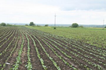 Peste 400 de suceveni solicită derogări pentru a ieși din zona de carantină