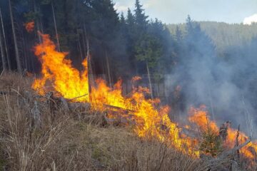 Flăcările au pus în mare pericol pădurea, la Cârlibaba