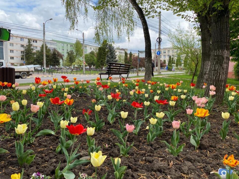 1 Mai diferit la Suceava, pe timp de pandemie