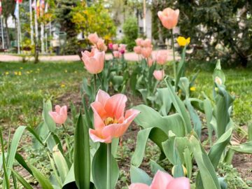 1 Mai diferit la Suceava, pe timp de pandemie