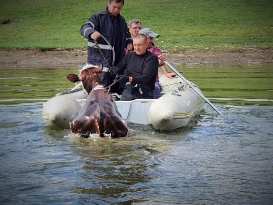 Pompierii au salvat o vițică din lacul de la Rogojești