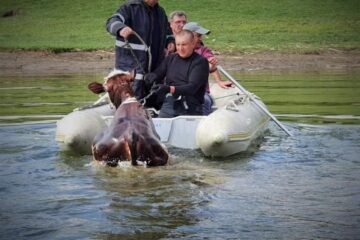 Pompierii au salvat o vițică din lacul de la Rogojești
