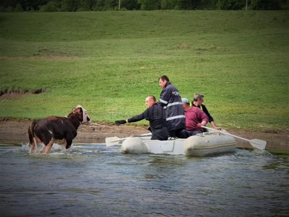 Pompierii au salvat o vițică din lacul de la Rogojești