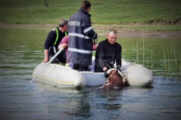 Cu ajutorul bărcii pneumatice și al accesoriilor de tragere, pompierii au reușit să aducă vițica la mal