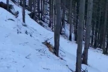 Imagini șocante, cu doi cerbi împușcați pe care braconierii se pregătesc să îi decapiteze