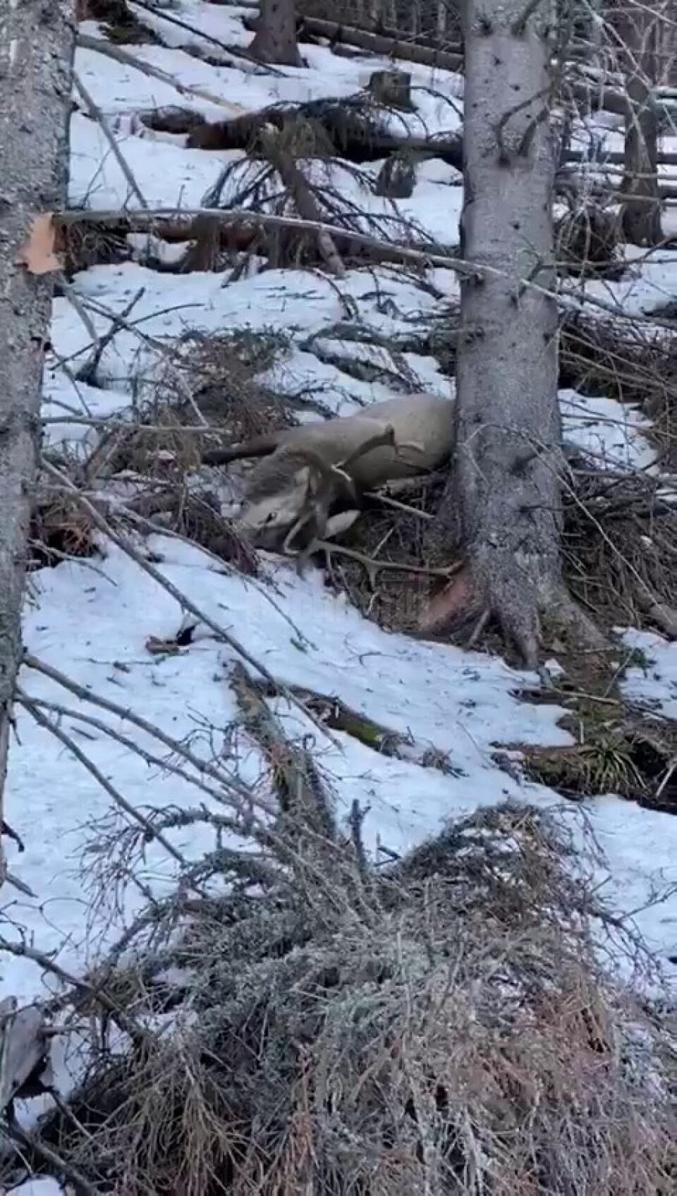 Imagini șocante, cu doi cerbi împușcați pe care braconierii se pregătesc să îi decapiteze
