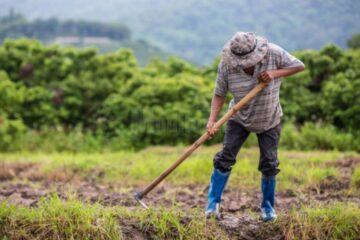Fermierii vor primi sprijin financiar pentru tinerii angajați în agricultură și fonduri pentru susținerea culturilor în acest an secetos