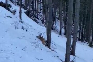 Cei doi cerbi împușcați