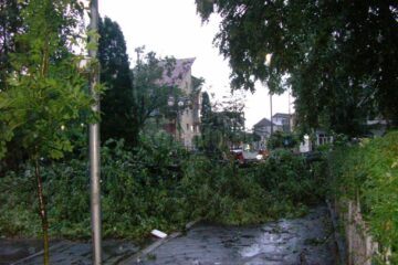 Vântul deosebit de puternic a rupt copaci în municipiul Rădăuți