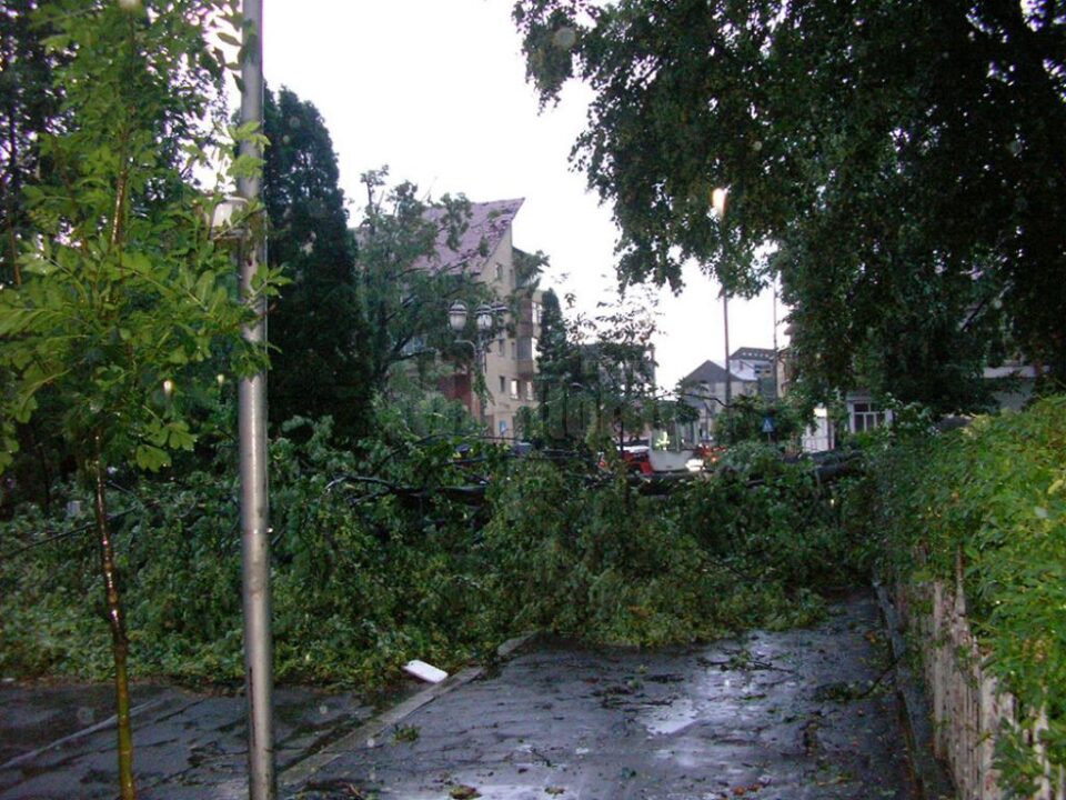 Vântul deosebit de puternic a rupt câțiva copaci, la Rădăuți
