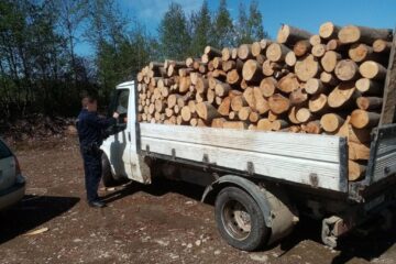 O camionetă plină cu lemn de fag, depistată la Sucevița fără acte legale