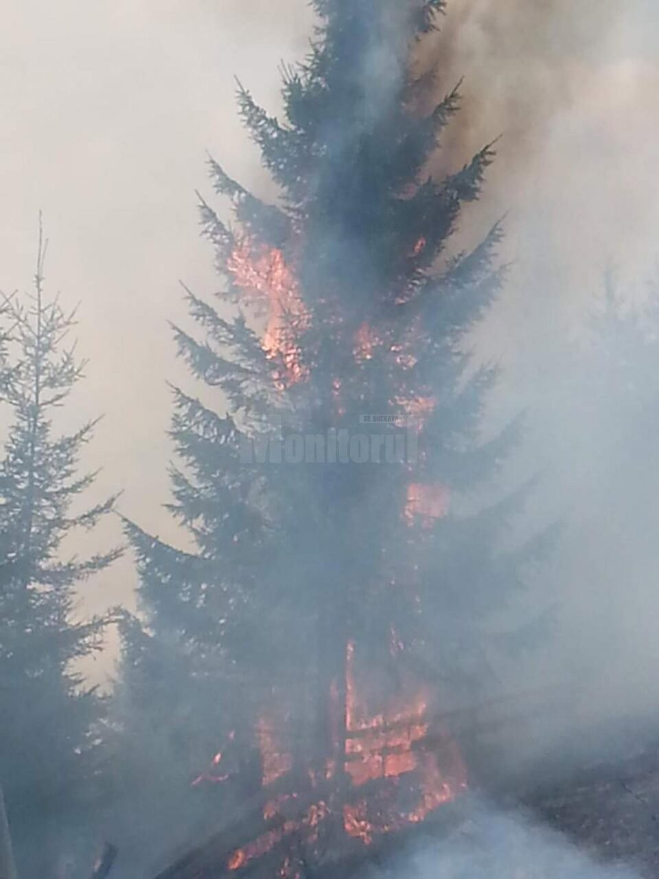 Brazi care ard ca lumânările, într-un puternic incendiu de vegetație la Izvoarele Sucevei