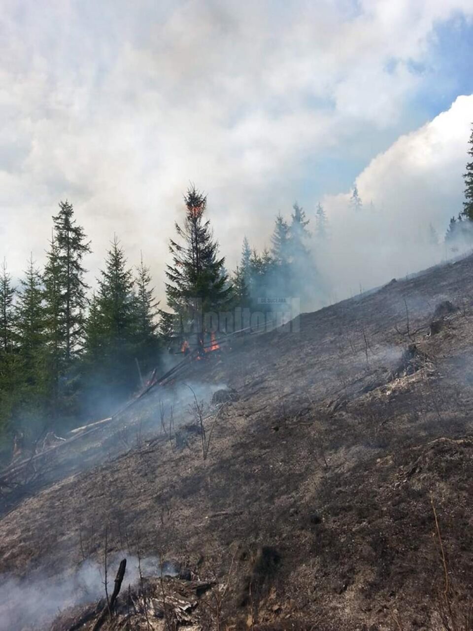 Brazi care ard ca lumânările, într-un puternic incendiu de vegetație la Izvoarele Sucevei