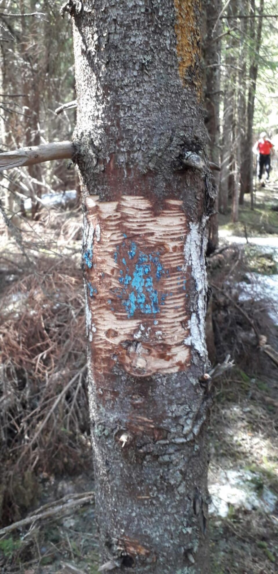 Trasee montane nerecomandate, altele care au fost refăcute și recomandări ale Salvamont Suceava pentru montaniarzi