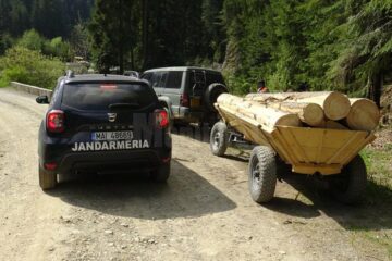 Mai multe transporturi ilegale de material lemnos au fost interceptate de echipaje ale Inspectoratului Județean de Jandarmi