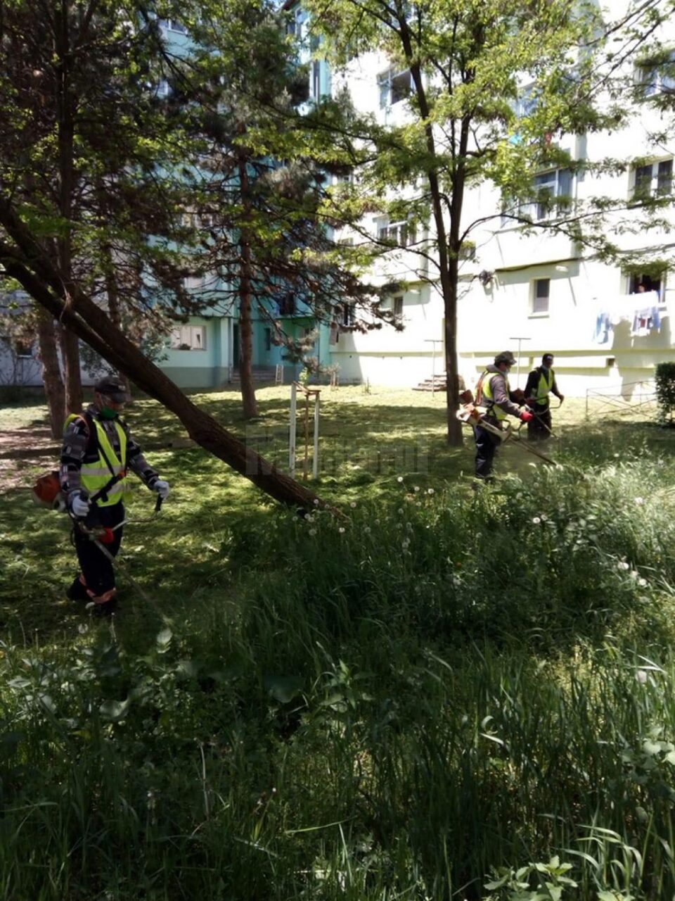 Programul acțiunilor de întreținere a spațiilor verzi de săptămâna aceasta, în municipiul Suceava