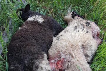 Berbecuții sfâșiați de câini