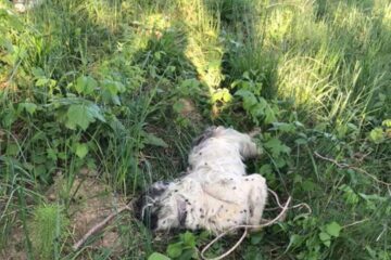 Câini legați și înecați într-un iaz din Pătrauți