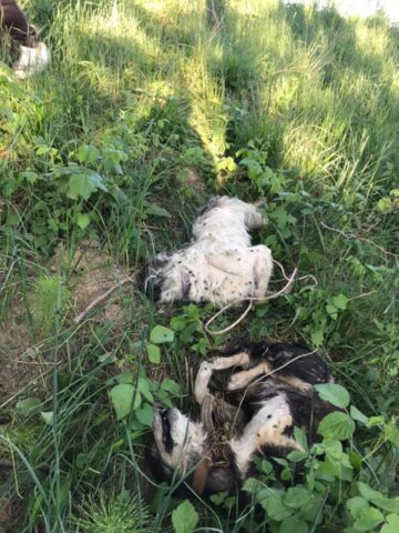 Câini legați și înecați într-un iaz din Pătrauți