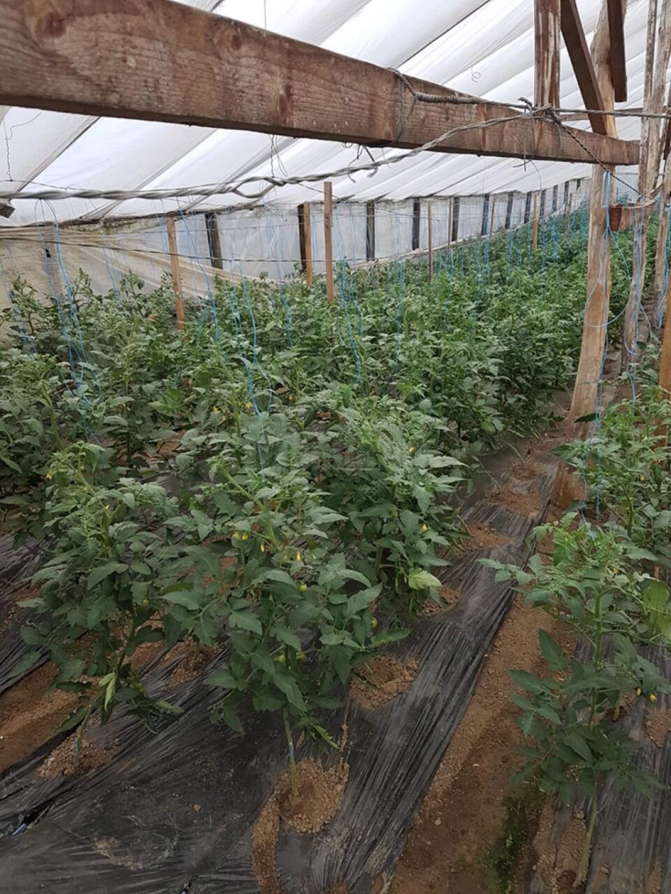 Din cauza temperaturilor scăzute, tomatele nu au putut ajunge la maturitate