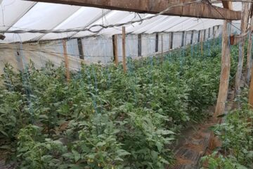 Din cauza temperaturilor scăzute, tomatele nu au putut ajunge la maturitate