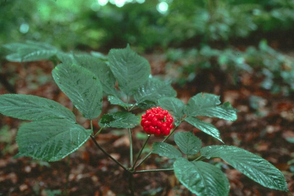 „Fructe de pădure”