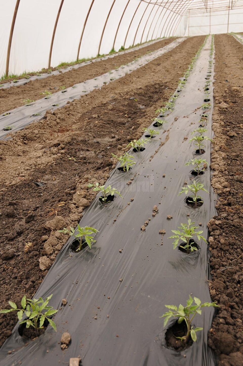 Tomate plantate în solare