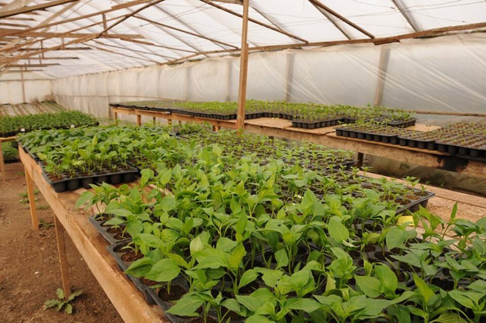 Răsaduri pregătite de a fi plantate în câmp