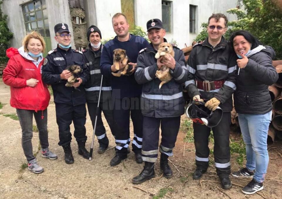 Cei cinci pompieri militari implicați în acțiunea de salvare a cățeilor