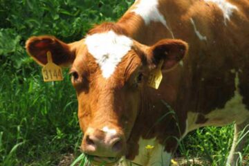 „Ameliorarea raselor de bovine”