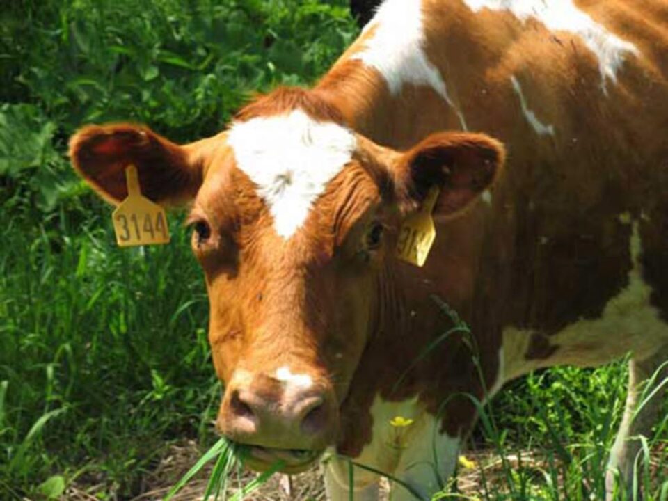 „Ameliorarea raselor de bovine”