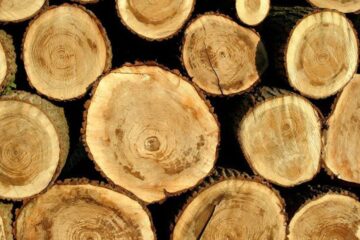 Material lemnos în valoare de peste 180.000 de lei, confiscat de la mai multe firme de profil Sursa foto capital.ro