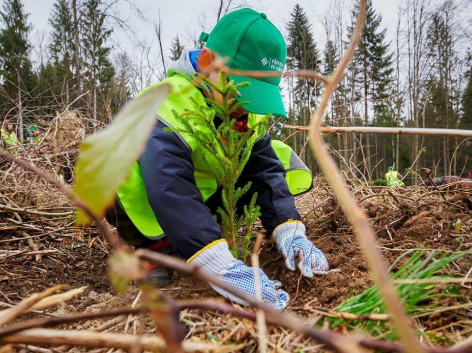 În trei ani au fost plantați peste 600.000 de puieți prin programul de reîmpădurire Pădurea de Mâine