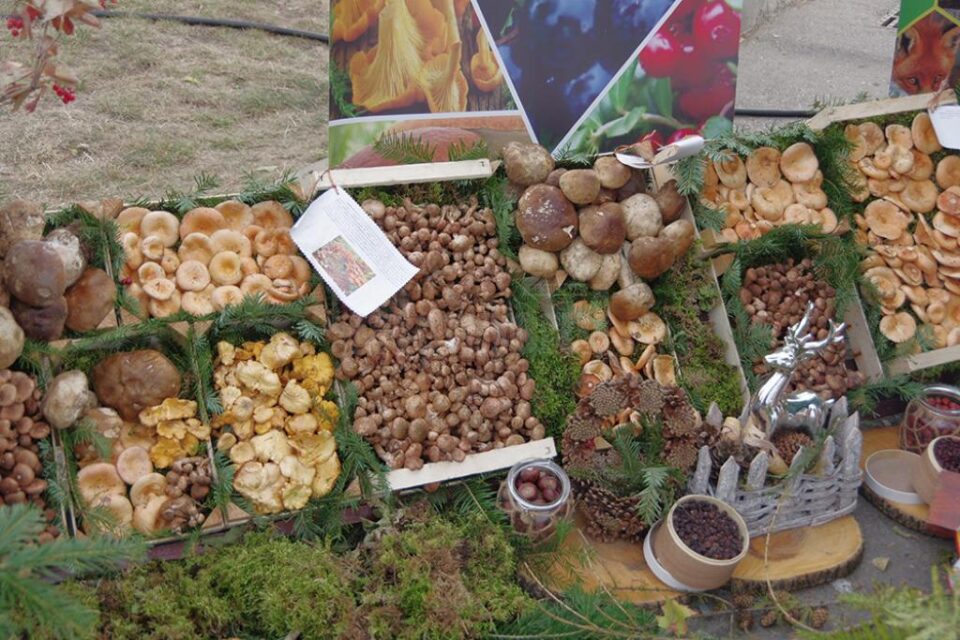 O mulțime de produse din Bucovina ar putea fi înregistrate cu noua marcă -”Produs în Arie Naturală Protejată”