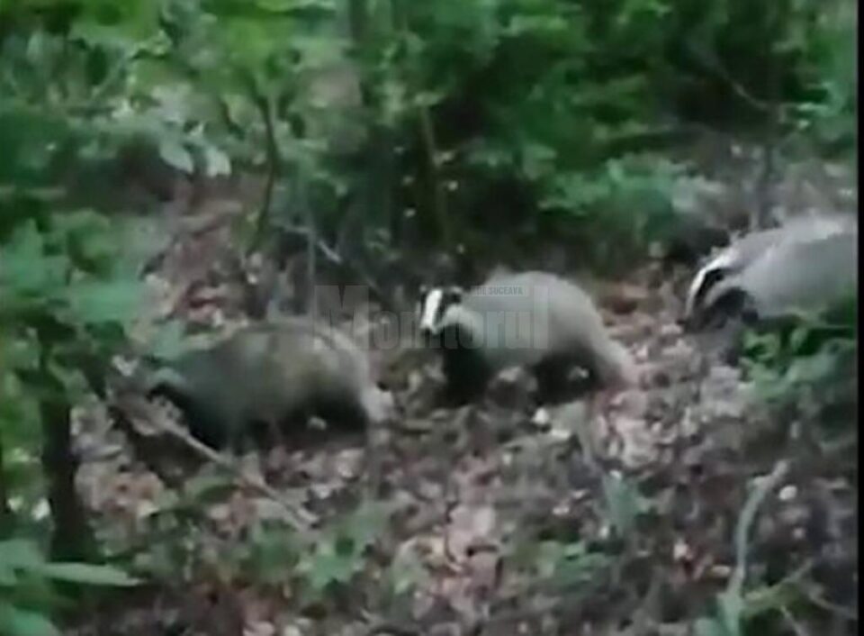 O familie de bursuci din pădurile din Dolhasca, vedetă pe internet