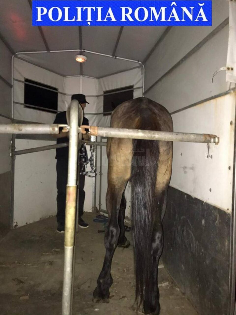 Cai salvați din mâinile ”stăpânilor” care i-au maltratat