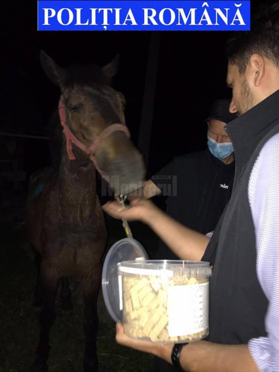 Cai salvați din mâinile ”stăpânilor” care i-au maltratat