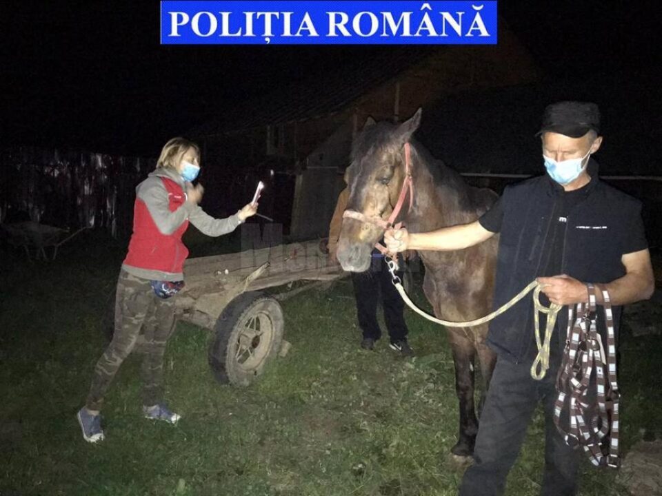 Cai salvați din mâinile ”stăpânilor” care i-au maltratat