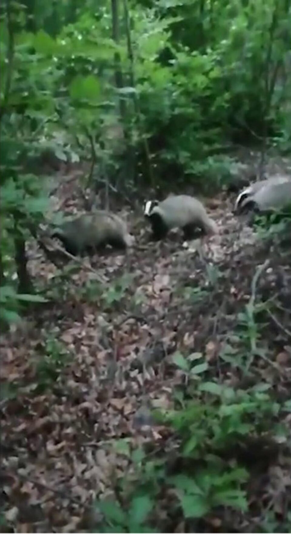 Familie de bursuci din pădurile din Dolhasca