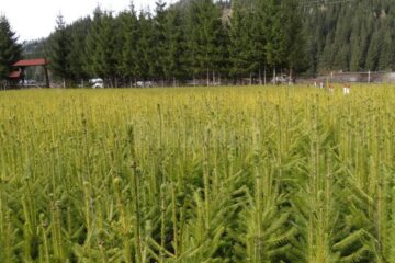 Aproximativ 7 milioane de puieți de arbori au fost plantați în primăvara acestui an de Direcția Silvică Suceava