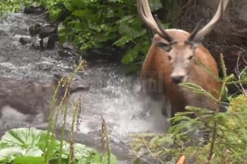 Atacul unei haite de lupi asupra unui cerb, în Călimani, surprins în imagini video foarte rare